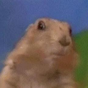 gopher WTF